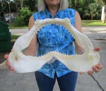 Huge Genuine Blacktip Shark Jaw 16.5"Lx10.25"H with <font color=red> Very Sharp Teeth </font> - Buy this one for $214.99