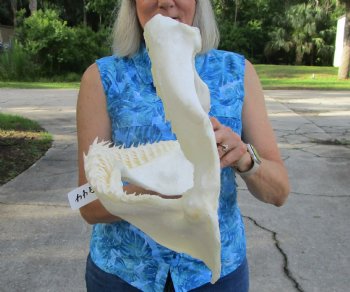 Huge Genuine Blacktip Shark Jaw 16.5"Lx10.25"H with <font color=red> Very Sharp Teeth </font> - Buy this one for $214.99
