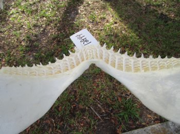 Huge Genuine Blacktip Shark Jaw 16.5"Lx10.25"H with <font color=red> Very Sharp Teeth </font> - Buy this one for $214.99