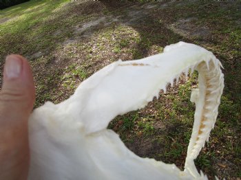 Huge Genuine Blacktip Shark Jaw 16.5"Lx10.25"H with <font color=red> Very Sharp Teeth </font> - Buy this one for $214.99