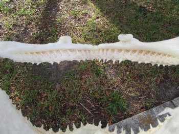 Huge Genuine Blacktip Shark Jaw 16.5"Lx10.25"H with <font color=red> Very Sharp Teeth </font> - Buy this one for $214.99