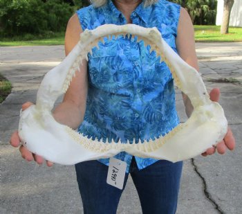 Huge Genuine Blacktip Shark Jaw 16.25"Lx11"H with <font color=red> Very Sharp Teeth </font> - Buy this one for $214.99
