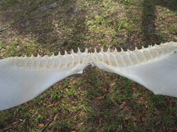 Huge Genuine Blacktip Shark Jaw 16.25"Lx11"H with <font color=red> Very Sharp Teeth </font> - Buy this one for $214.99