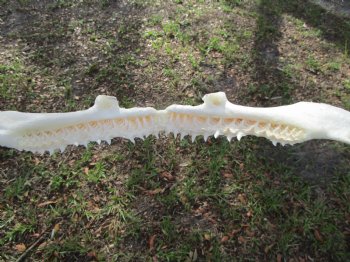 Huge Genuine Blacktip Shark Jaw 16.25"Lx11"H with <font color=red> Very Sharp Teeth </font> - Buy this one for $214.99