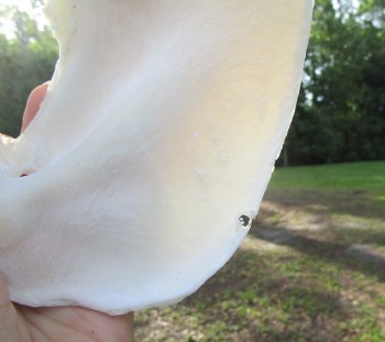 Huge Genuine Blacktip Shark Jaw 16.25"Lx11"H with <font color=red> Very Sharp Teeth </font> - Buy this one for $214.99