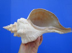 Horse Conch Shell, 13 x 6 inch - Buy this for $49.99