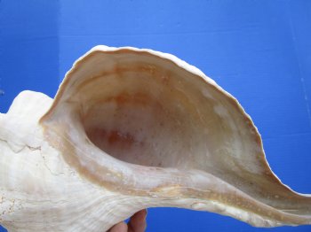 Horse Conch Shell, 13 x 6 inch - Buy this for $49.99