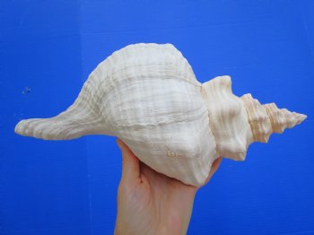 Horse Conch Shell, 13 x 6 inch - Buy this for $49.99