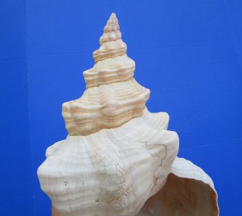 Horse Conch Shell, 13 x 6 inch - Buy this for $49.99