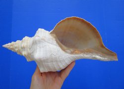 Horse Conch Shell, 13.50x6-1/4 inch - Buy this for $49.99