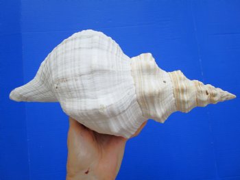 Horse Conch Shell, 13.50x6-1/4 inch - Buy this for $49.99