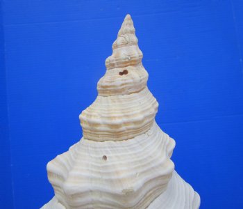 Horse Conch Shell, 13.50x6-1/4 inch - Buy this for $49.99
