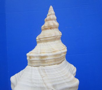 Horse Conch Shell, 13.50x6-1/4 inch - Buy this for $49.99
