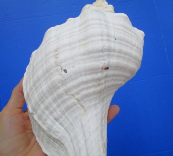 Horse Conch Shell, 13.50x6-1/4 inch - Buy this for $49.99