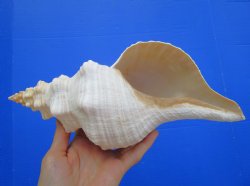 Horse Conch Shell, 11.50 x 5.25 inch - Buy this for $39.99