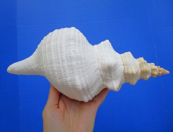 Horse Conch Shell, 11.50 x 5.25 inch - Buy this for $39.99