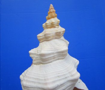 Horse Conch Shell, 11.50 x 5.25 inch - Buy this for $39.99
