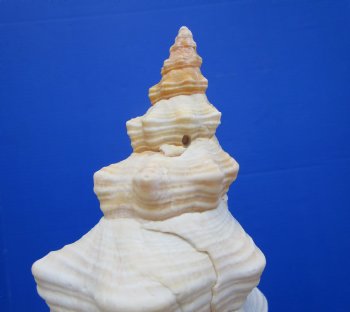 Horse Conch Shell, 11.50 x 5.25 inch - Buy this for $39.99