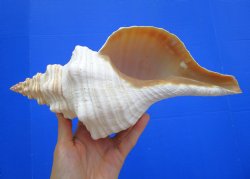 Horse Conch Shell, 11.50 x 5.50 inch - Buy this for $39.99