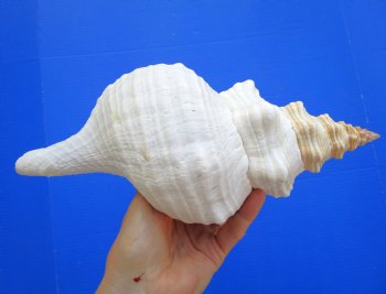 Horse Conch Shell, 11.50 x 5.50 inch - Buy this for $39.99