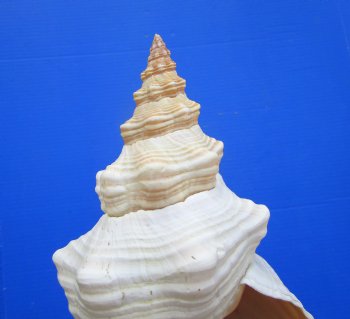 Horse Conch Shell, 11.50 x 5.50 inch - Buy this for $39.99