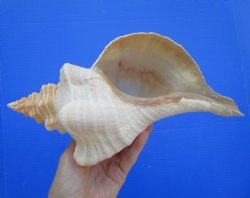 Horse Conch Shell, 11.75 x 6.25 inch - Buy this for $39.99