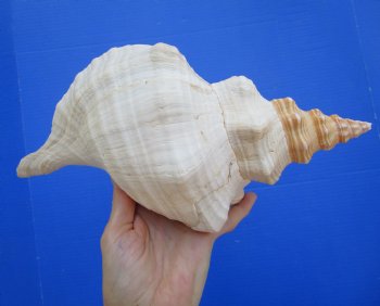 Horse Conch Shell, 11.75 x 6.25 inch - Buy this for $39.99