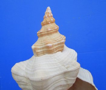 Horse Conch Shell, 11.75 x 6.25 inch - Buy this for $39.99