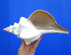 Horse Conch Shell, 12.75x6.75 inch - Buy this for $44.99