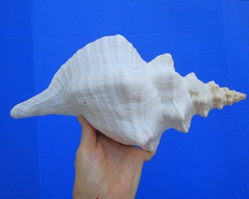 Horse Conch Shell, 12.75x6.75 inch - Buy this for $44.99
