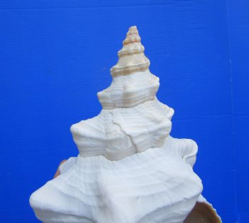 Horse Conch Shell, 12.75x6.75 inch - Buy this for $44.99
