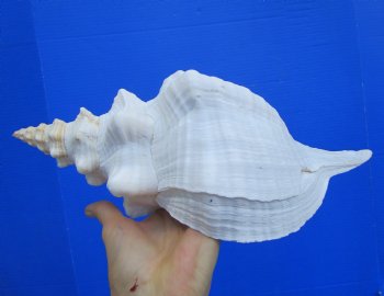 Horse Conch Shell, 12.75x6.75 inch - Buy this for $44.99