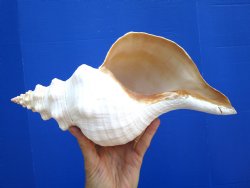 Horse Conch Shell, 13x6-1/2 inch - Buy this for $49.99