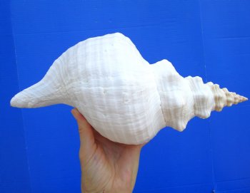 Horse Conch Shell, 13x6-1/2 inch - Buy this for $49.99