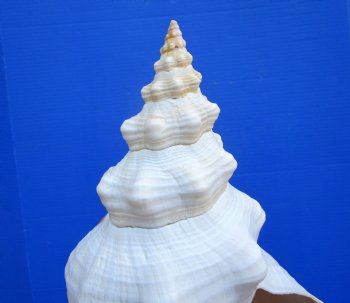 Horse Conch Shell, 13x6-1/2 inch - Buy this for $49.99
