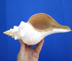 Horse Conch Shell, 11-1/4 by 5 inches - Buy this for $39.99
