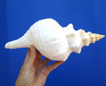 Horse Conch Shell, 11-1/4 by 5 inches - Buy this for $39.99