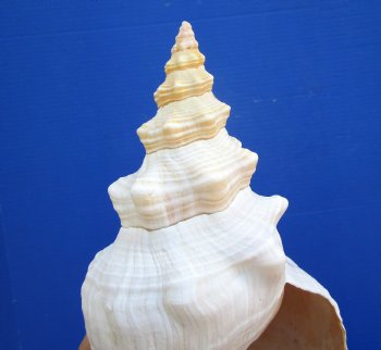 Horse Conch Shell, 11-1/4 by 5 inches - Buy this for $39.99