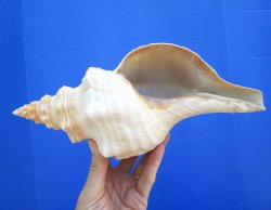 Horse Conch Shell, 11x5-1/4 inch - Buy this for $39.99