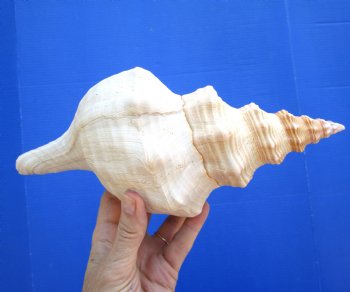 Horse Conch Shell, 11x5-1/4 inch - Buy this for $39.99