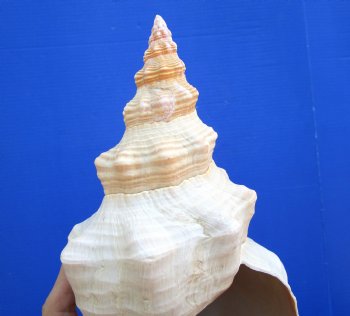 Horse Conch Shell, 11x5-1/4 inch - Buy this for $39.99