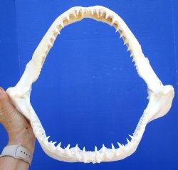 Genuine Blacktip Shark Jaw (15.25"x12") - Authentic Specimen - Buy this for $199.99