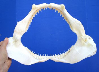 Genuine Blacktip Shark Jaw (15.25"x12") - Authentic Specimen - Buy this for $199.99