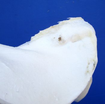 Genuine Blacktip Shark Jaw (15.25"x12") - Authentic Specimen - Buy this for $199.99