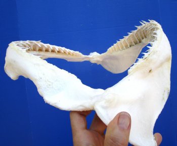 Genuine Blacktip Shark Jaw (15.25"x12") - Authentic Specimen - Buy this for $199.99