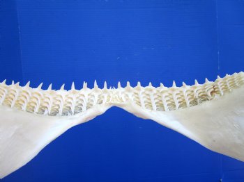 Genuine Blacktip Shark Jaw (15.25"x12") - Authentic Specimen - Buy this for $199.99