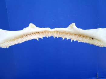 Genuine Blacktip Shark Jaw (15.25"x12") - Authentic Specimen - Buy this for $199.99