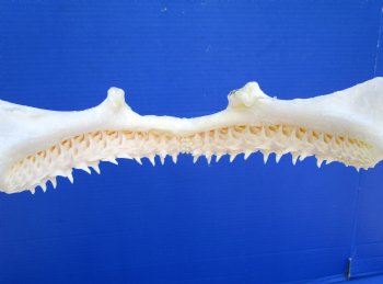 Real Blacktip Shark Jaw (13" x 12.75") - Authentic Specimen - Buy this for $159.99