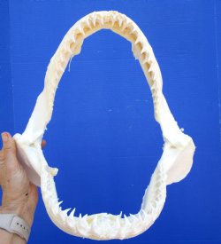 Real Blacktip Shark Jaw (13" x 12.75") - Authentic Specimen - Buy this for $159.99