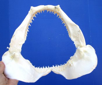 Real Blacktip Shark Jaw (13" x 12.75") - Authentic Specimen - Buy this for $159.99